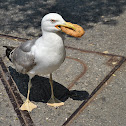 Larus argentatus