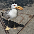 Larus argentatus