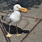Larus argentatus