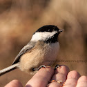 Black Capped Chickadee