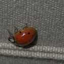 Harlequin ladybird, Asian lady beetle or Japanese ladybug Harmonia axyridis