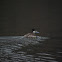 Ruddy duck