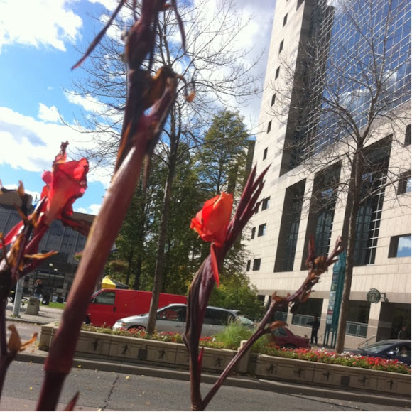 Spotting Image 1