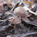 Collared Fibrecap