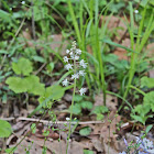 Starry False Solomon's Seal