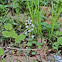 Starry False Solomon's Seal