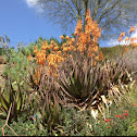 Aloe sp.