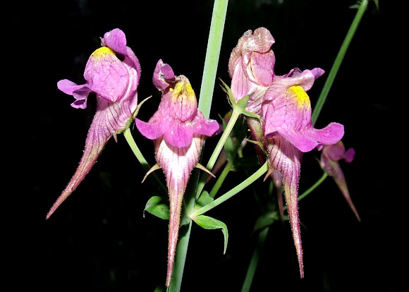 Spotting Image 1