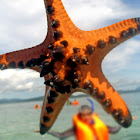 Chocolate Chip Sea Star