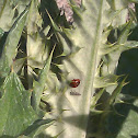 Lady Bug