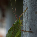 True Katydid