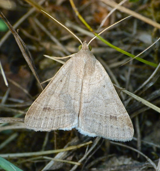 Spotting Image 1