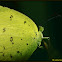 Common Grass Yellow