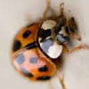North American ladybug 