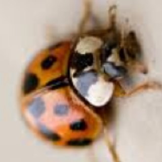 Spotting Image 1