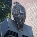 Red Tailed Hawk