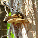 fungi on tree