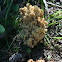 Beautiful Clavaria