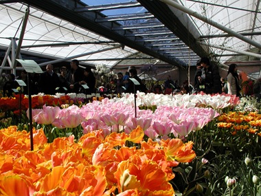 More Flowers and People 12Apr2008-29