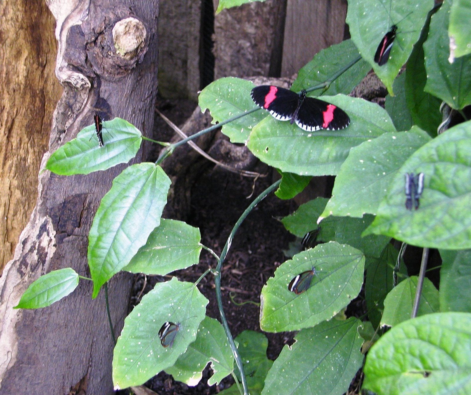[LondonZoo552008BF205.jpg]