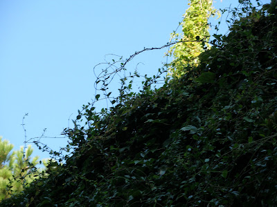 P9070007-1.JPG