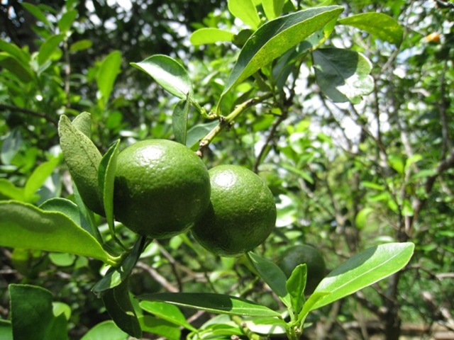 [IMG_42102.jpg]