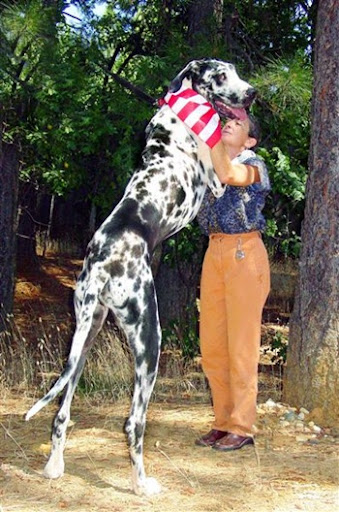 largest dog in world. World Biggest Dog: Hercules