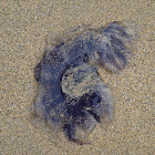 Bluefire Jellyfish