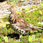 Ruffed Grouse