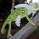 Common Flap-Neck Chameleon