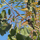 Allen's Hummingbird