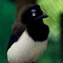 Black-chested Jay