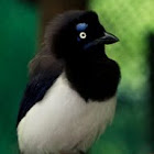Black-chested Jay