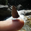 Blue butterfly