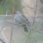 Blackcap; Curruca Capirotara
