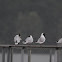 Rečni Galeb; Black-headed Gull