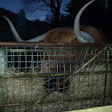 Hamish cow