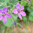 Mallow-leaved Storksbill