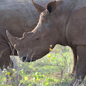 White Rhinoceros