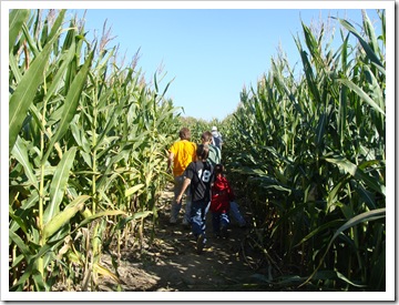 corn maze... crazy..