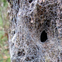 Spider's Nest