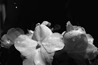 IMGP2643.JPG