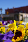 IMGP0521.JPG