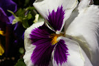 IMGP0526.JPG