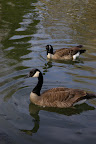 IMGP0342.JPG