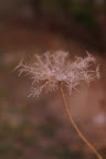 IMGP0249.JPG