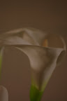 IMGP0100.JPG