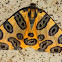 tiger moth