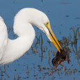 Wildlife of the West Coast Marshlands