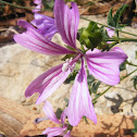 Malva